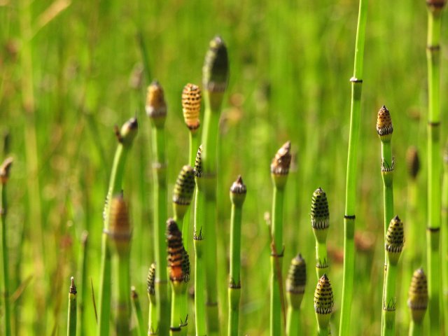 Common Horsetail